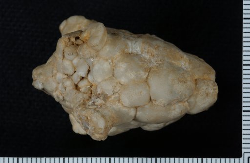 Steganocrinus elongatus Kirk
