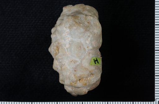 Plemnocrinus homalus Kirk