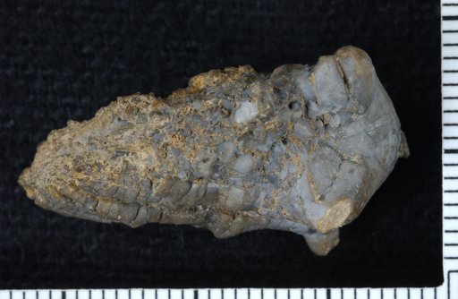 Paianocrinus durus Strimple