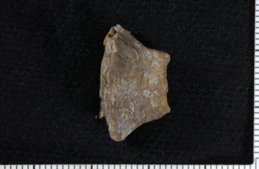 Cleiocrinus laevis Springer