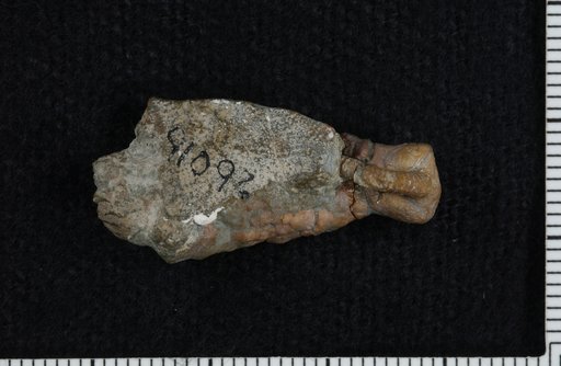 Calceocrinus incertus Foerste