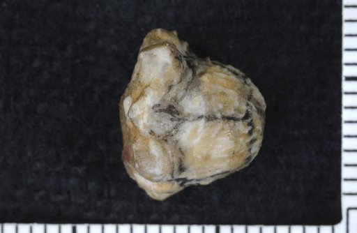 Patelliocrinus rugosus Springer