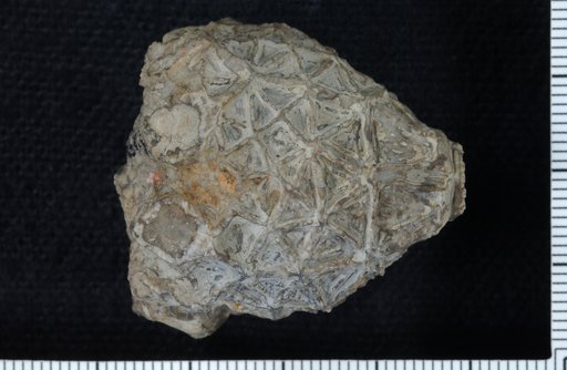 Physetocrinus lobatus Wachsmuth & Springer