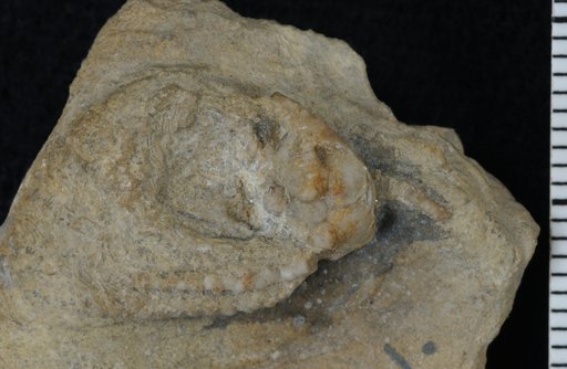 Hapalocrinus gracilis Springer