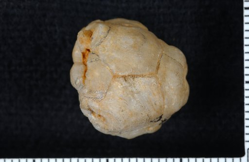 Platycrinus davisi Wachsmuth & Springer
