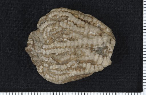 Dactylocrinus alpena Springer