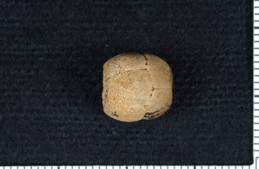 Dichocrinus simplex Shumard