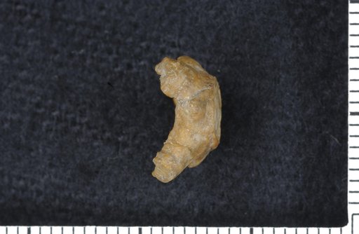 Euonychocrinus dubius Strimple