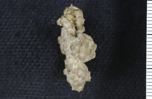 Stellarocrinus distinctus Strimple
