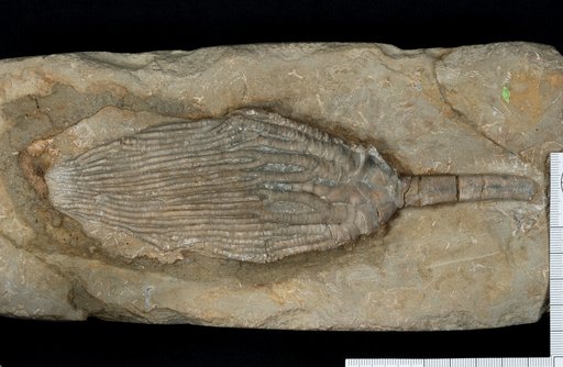 Lebetocrinus grandis Kirk
