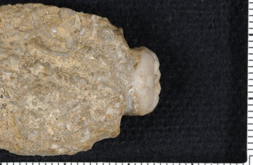 Cymbiocrinus lyoni Kirk