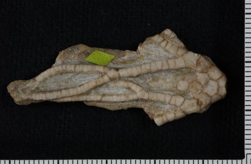 Aphelecrinus simplex Kirk