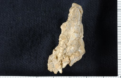 Pirasocrinus invaginatus Strimple