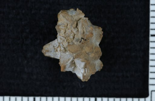 Utharocrinus spinosus Strimple