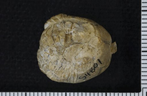 Lecanocrinus invaginatus Strimple