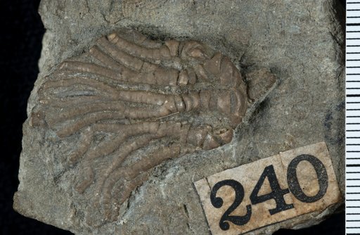 Worthenocrinus paterus Kammer & Ausich