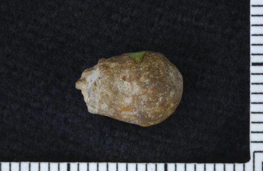 Lecythiocrinus ? urnaeformis Strimple