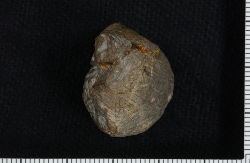 Carabocrinus micropunctatus Brower & Veinus