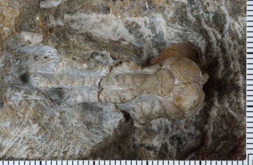 Mooreocrinus bowsheri Strimple