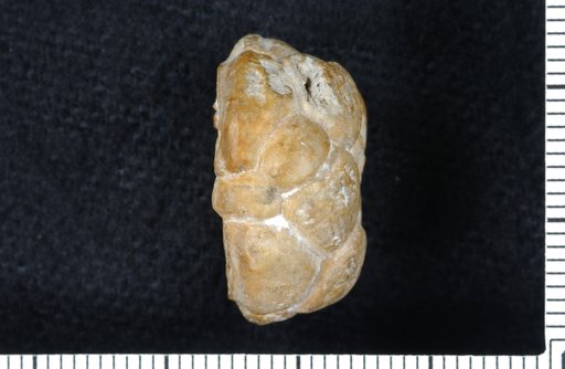 Ethelocrinus sphaeri Strimple