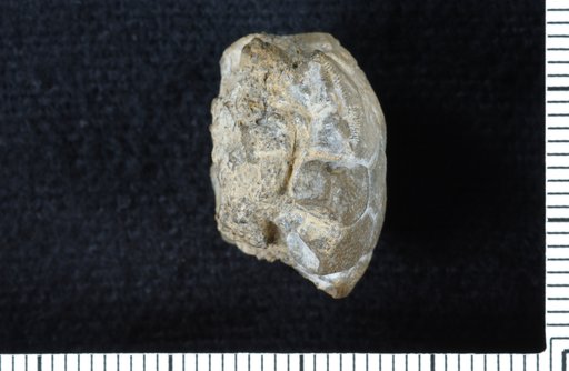 Ulrichicrinus braggsi Strimple