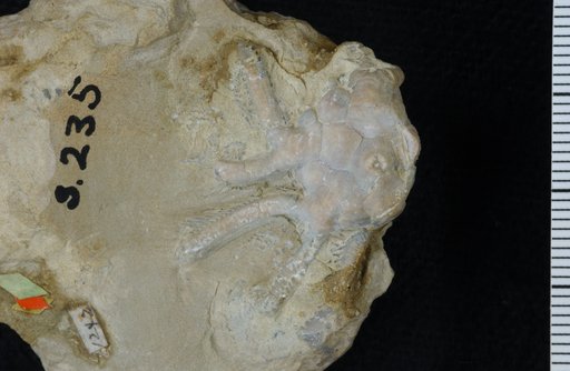 Macrostylocrinus laevis Springer