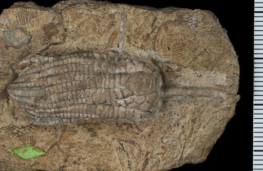 Sarocrinus plenus Kirk