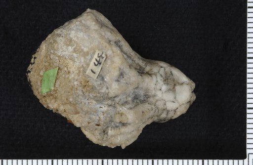 Desmidocrinus dubius Springer