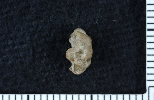 Apographiocrinus angulatus Strimple