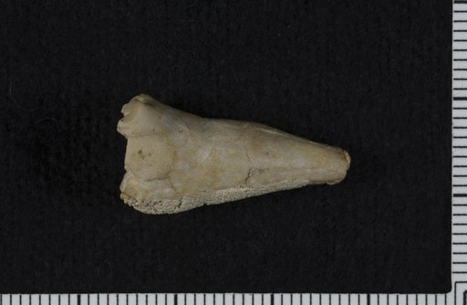 Bactrocrinites oklahomaensis Strimple