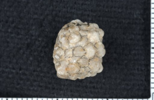 Rhodocrinus truncatus Wachsmuth & Springer