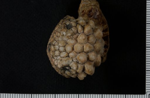 Stiptocrinus nodosus Springer