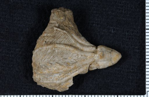Dichocrinus superstes Wachsmuth & Springer