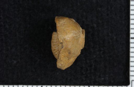 Catillocrinus morrowensis Strimple
