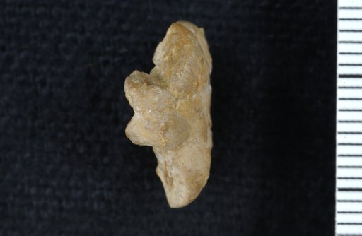 Schistocrinus ovalis Strimple