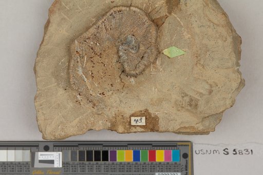 Camptocrinus myelodactylus Wachsmuth & Springer