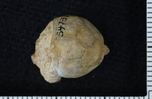 Lecanocrinus lindenensis Strimple
