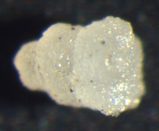 Lampadosocrinus obtusus Strimple & Koenig