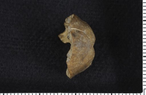 Aesiocrinus erectus Strimple