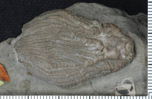 Pachylocrinus briareus Worthen