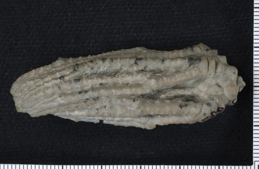 Hylodecrinus asper Kirk