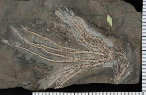 Ampelocrinus bernhardinae Kirk