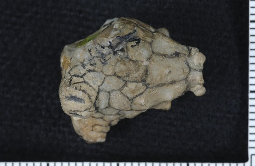 Stiptocrinus spinosus Kirk