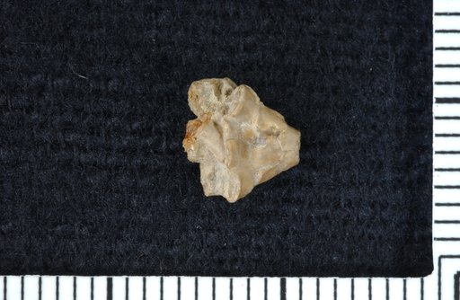 Melbacrinus americanus Strimple
