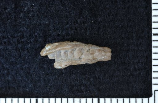 Ohiocrinus brauni Ulrich