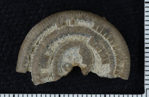 Myelodactylus ammonis alternicirrus Bather