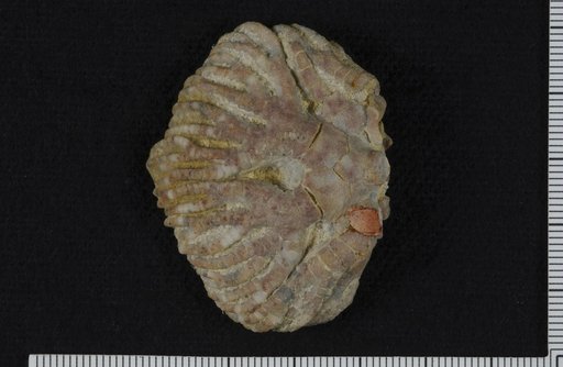 Asaphocrinus bassleri Springer