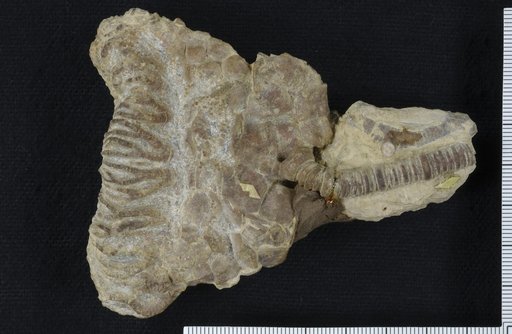 Sagenocrinus clarki Springer