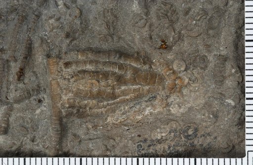 Drymocrinus manitoulinensis Foerste