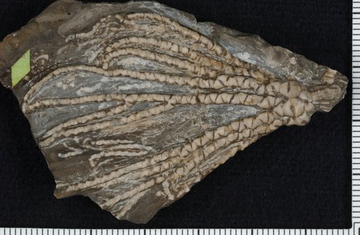 Ampelocrinus fimbriatus Kirk